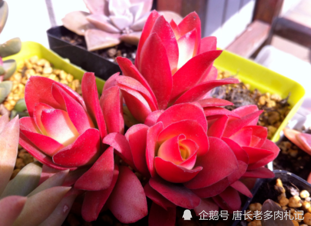 秋天来了,养一盆叫红叶祭的多肉,冬天它的叶片会跟火焰一样红