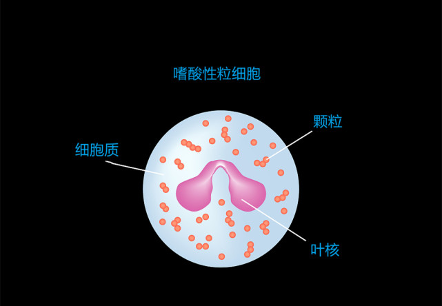 嗜酸性粒细胞