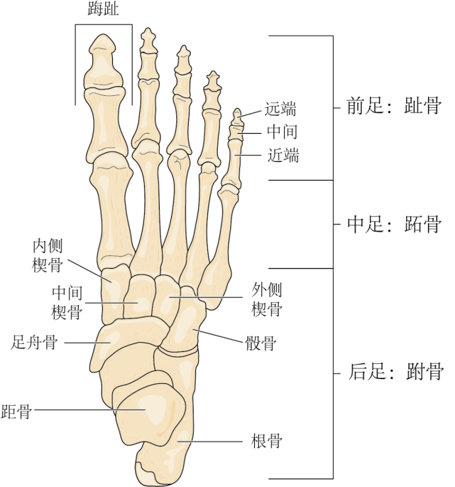 因此,足和踝关节构成的复合体可以说是人体最复杂的结构之一.