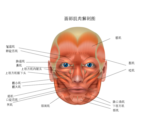肌电图的结果显示,闻到快乐汗水时,志愿者的颧肌和眼轮匝肌活动明显