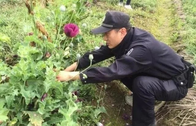 中国唯一合法种植罂粟规模高达一千亩武警携真枪全天看守