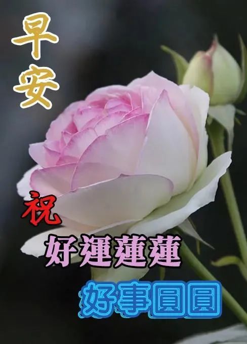 2021新版图片早上好,早上好清新风景图片 秋天早上好最新最漂亮早安图片带祝福语 2021不用打字