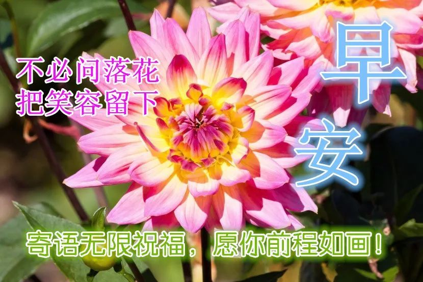 10月金秋漂亮的鲜花早上好图片表情大全早上好问候语温馨短句秋日早晨