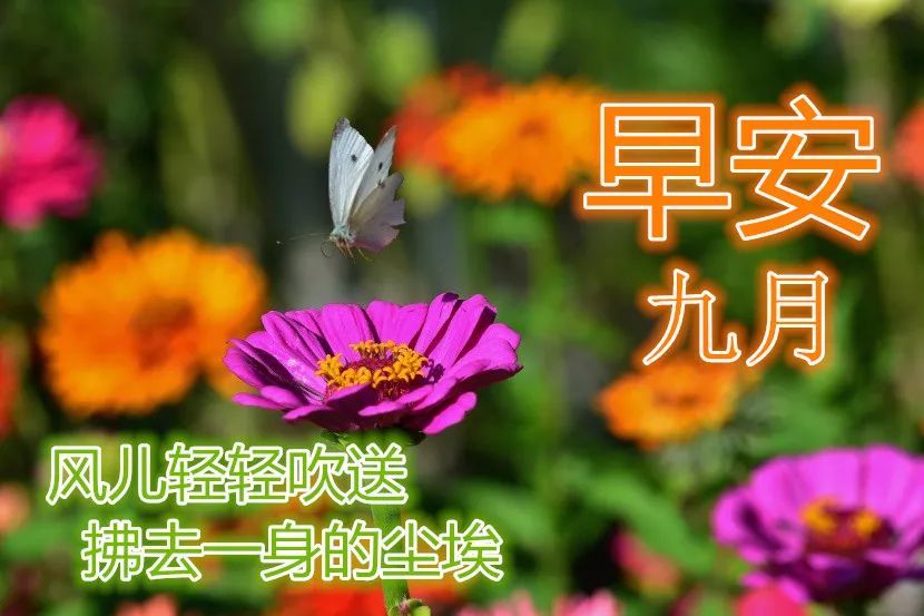 10月金秋漂亮的鲜花早上好图片表情大全早上好问候语温馨短句秋日早晨