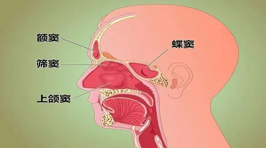 总是感冒的儿童,要警惕患上鼻窦炎,该何如防治?