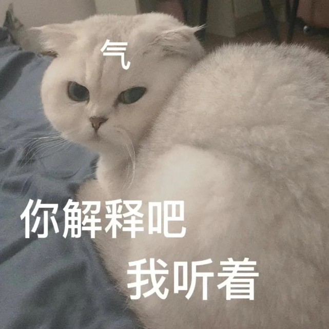 猫猫表情包我是不是你可有可无的小猫咪