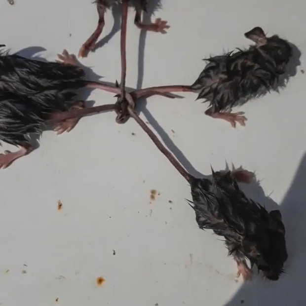 鼠王现象是如何发生的呢?有些专家认为历史上的鼠
