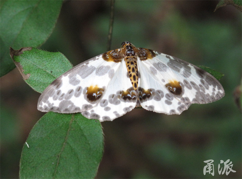 金星尺蛾,一种很常见的小蛾子.