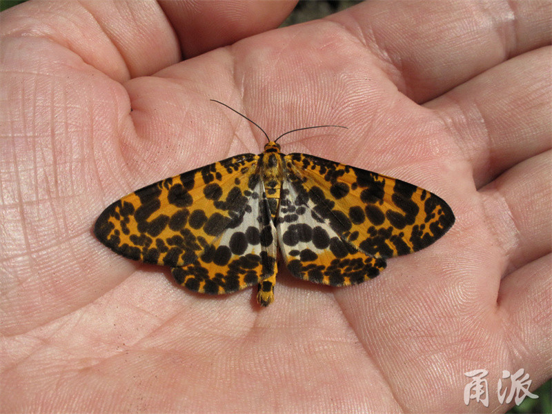 择长翅尺蛾,外形很像蝴蝶,喜欢在白天出来活动,但飞行姿态比较特殊.