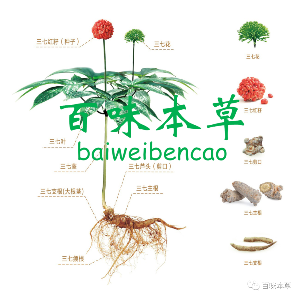 一篇文章看懂中药"三七"