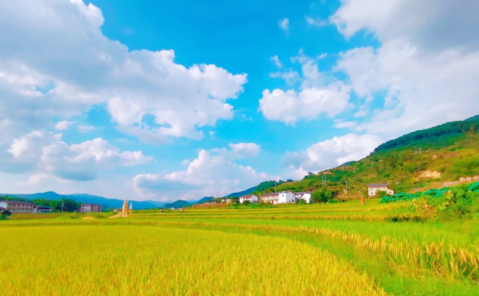到了每年丰收季,众多村民就会在稻田里忙碌着,在蓝天的映衬下,村民和