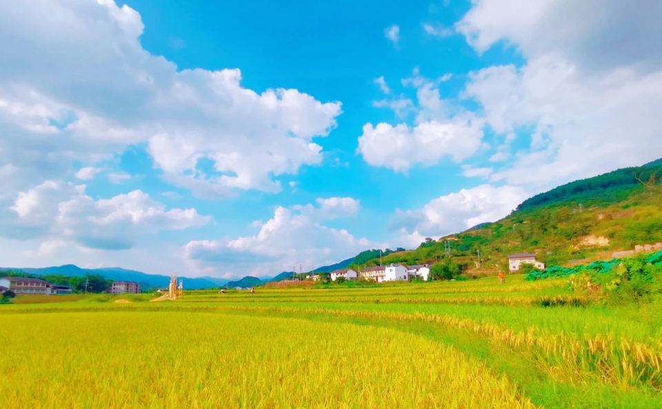 中国美丽休闲乡村:重庆东升村的金黄稻田,白墙瓦房错落有致