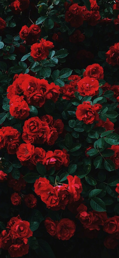 玫瑰背景图是心动是浪漫