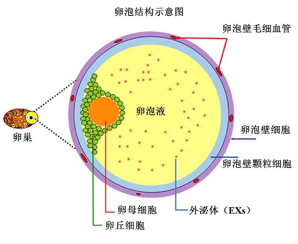 卵泡为什么会发育不良呢?