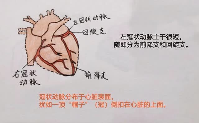 在心脏的后下壁(膈面)供血上,有人是左,右冠状动脉均分,属于均衡性;有
