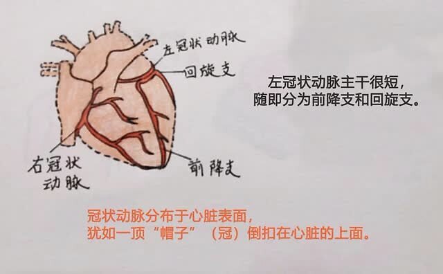 左边这一支有一小段"主干",然后分为两支:左前降支,左回旋支.