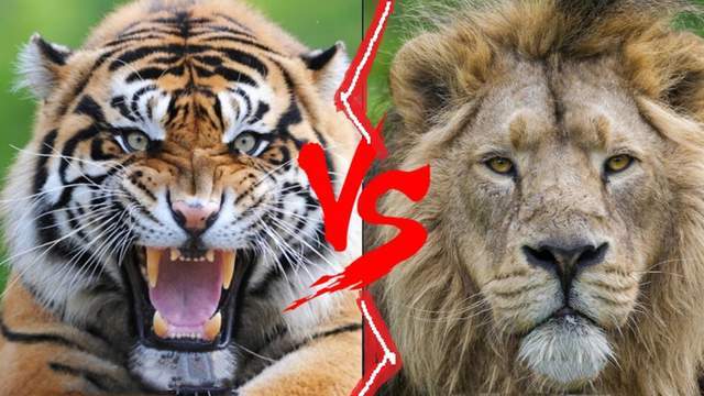 苏门答腊虎vs亚洲狮,事实证明,狮子无愧于"万兽之王"的称号