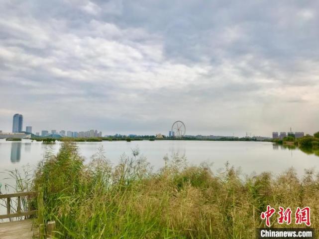 宁夏银川阅海湿地公园. 李泽阳 摄