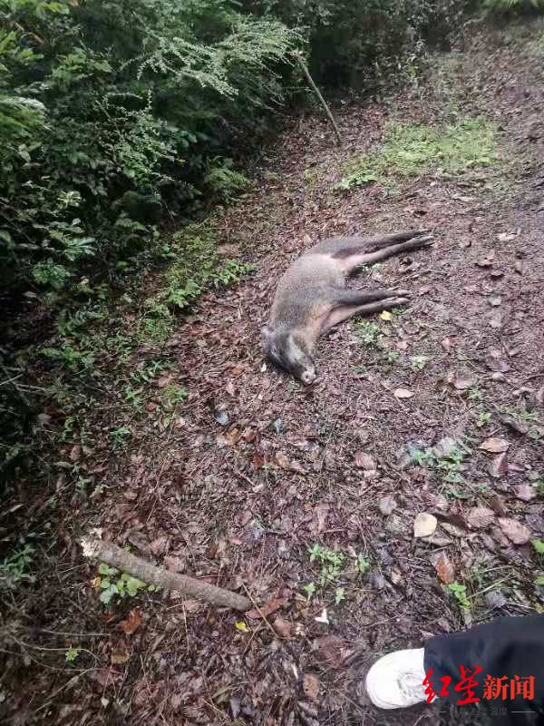 自制7000伏高压捕猎器电捕野猪,诱捕画眉,四川甘洛一村民非法狩猎被