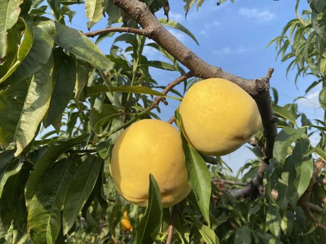 春天桃花谢幕,小桃子冒出头,勤劳的套农们便开始给每个小桃套上保护袋