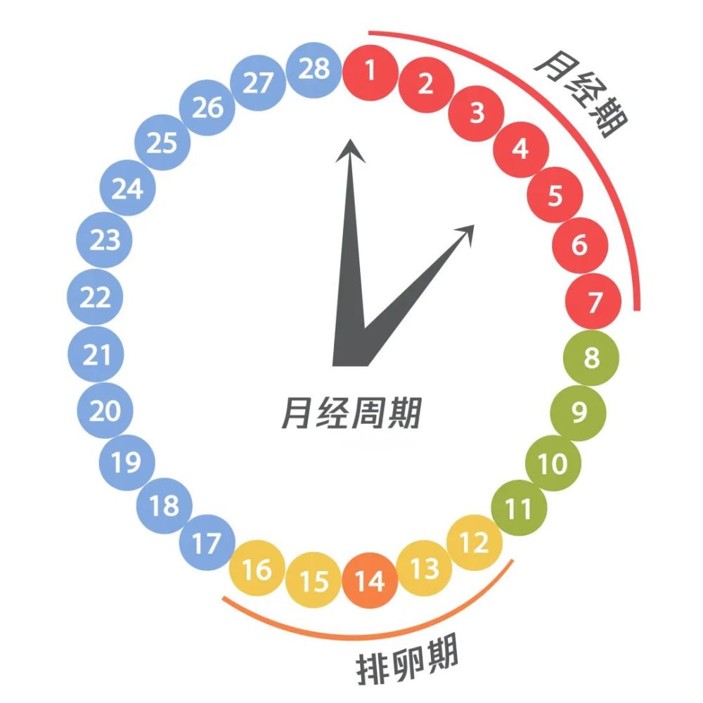 首先,月经期短≠月经周期短.这其实错得离大谱了.