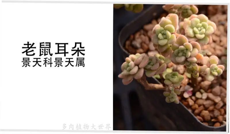 "老鼠耳朵"景天科景天属多肉植物,叶片覆有白色绒毛,偏冷门品种