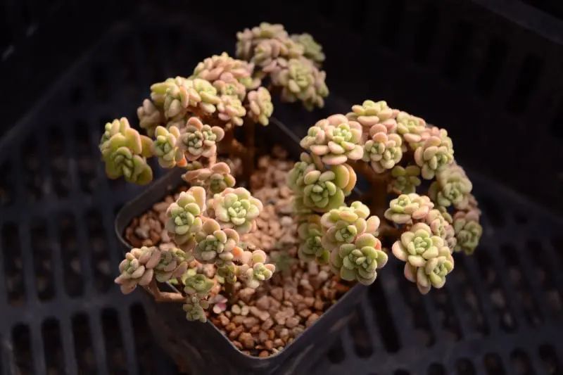 "老鼠耳朵"景天科景天属多肉植物,叶片覆有白色绒毛,偏冷门品种