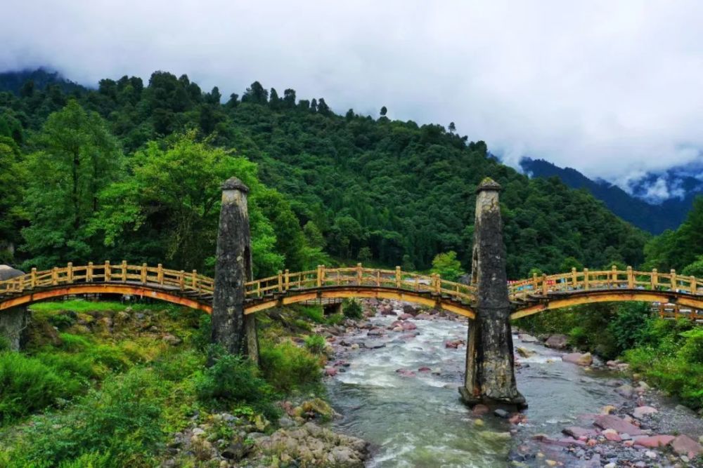 旅博动态 秋天的第一张野棉花照片,来黑竹沟拍吧