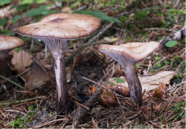 斑点铆钉菇菌柄初为污白色,后期具黑褐色斑点,有纤毛或光滑,内实至