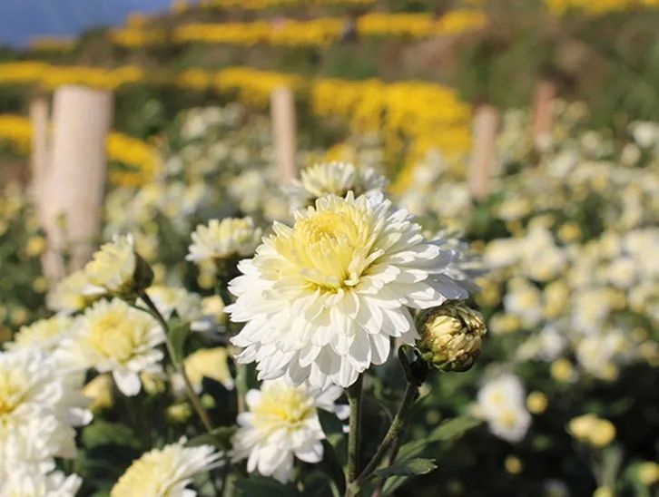 菊花代表什么（菊花代表什么生肖）