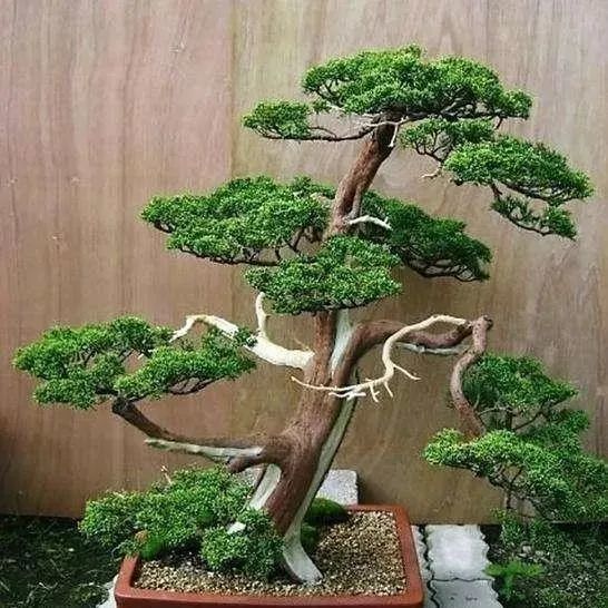 3种有价值的盆景修剪造型养出高价值一个比一个美