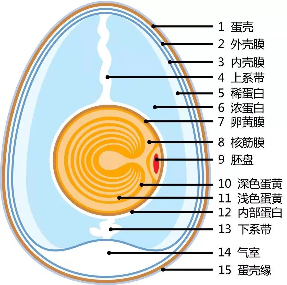 鸡蛋内部结构剖面图   图源:维基百科