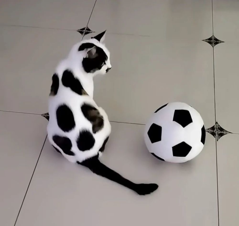 "我家的猫长得像足球!