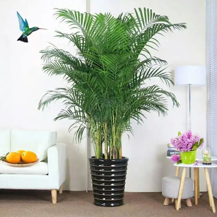 101种·室内常见绿植花卉,收藏吧!