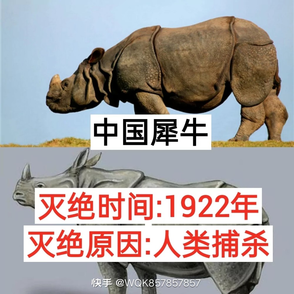盘点因人类灭绝的动物你知道几个?