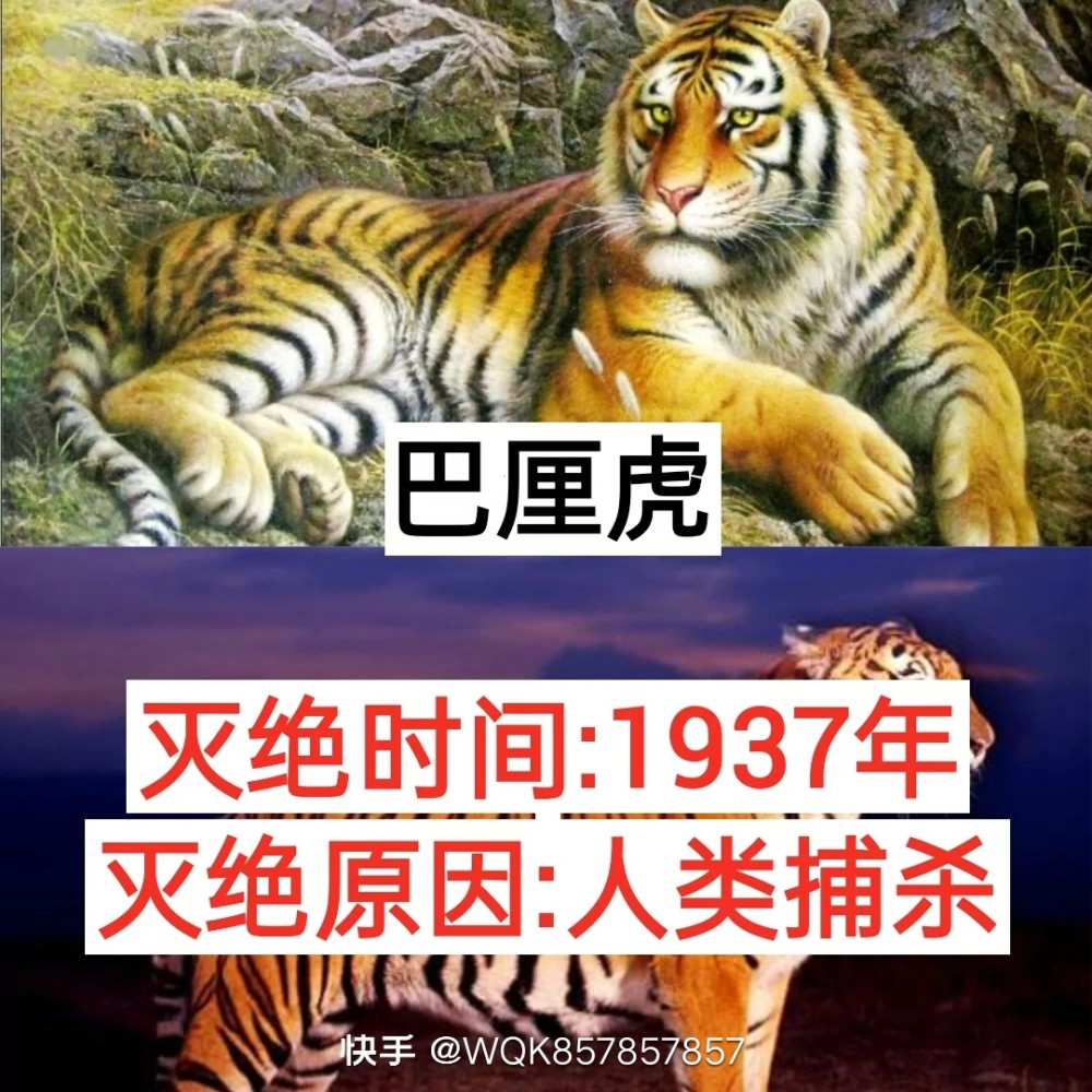 盘点因人类灭绝的动物你知道几个?