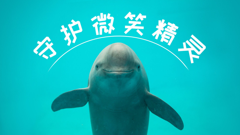 30头江豚嬉戏扬子洲2月,十年禁渔初见成效,会再延长吗?