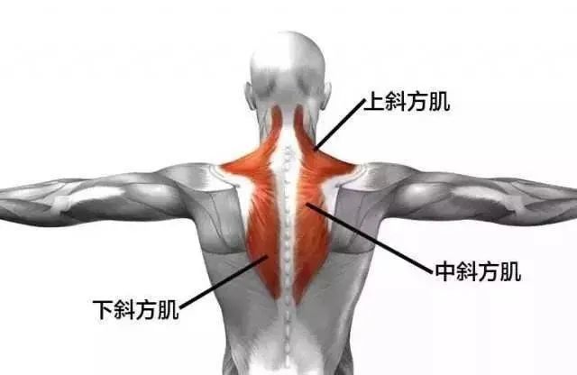 斜方肌是背部肩胛骨中间的一块呈菱形状的大肌肉群,根据肌纤维的走向