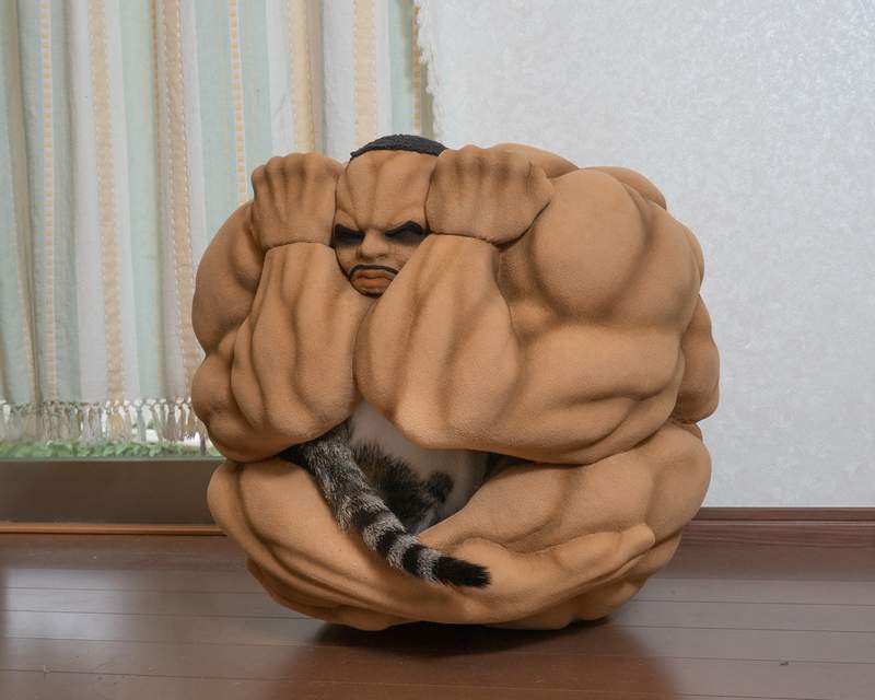 最自由的男人奥利巴球体猫窝,不受拘束不就是猫猫最向往的事情吗