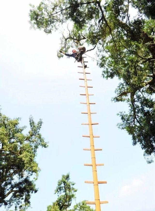 不要小看,最好及早就医,以免耽误病情;雨天上树采摘香榧安全隐患大,故