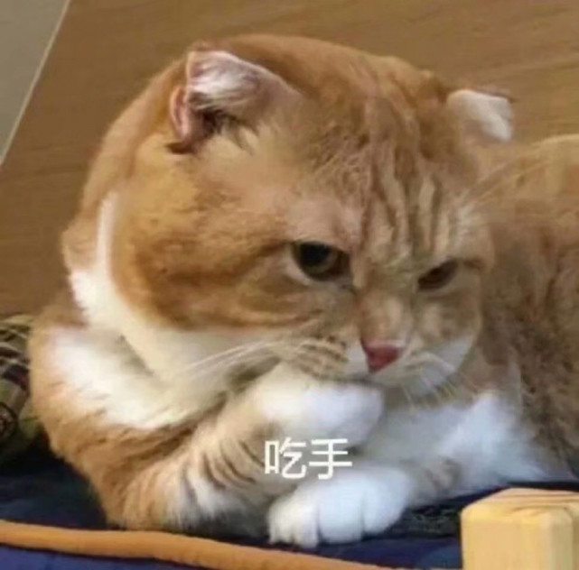 高级感猫猫头像