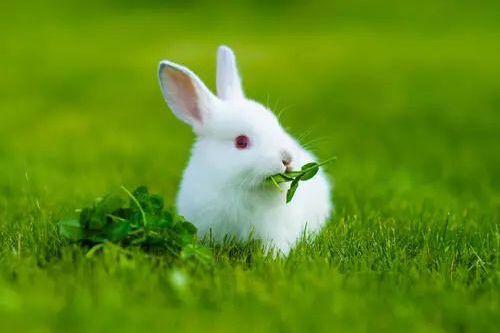 养宠经验:兔子怎么吃东西 兔子吃东西是怎样的