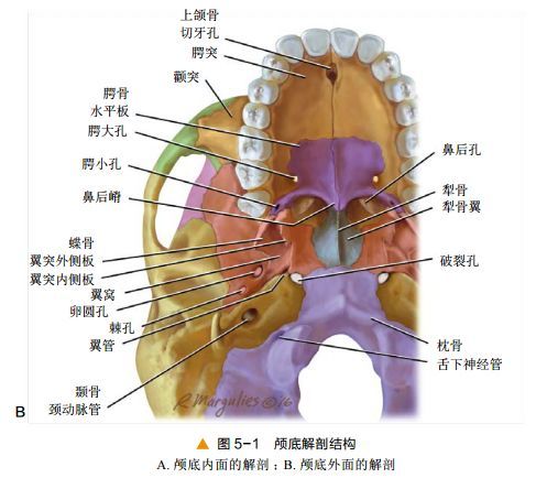 三,矢状位图像本文摘译自:鼻内镜外科手术解剖学版权申明:本公众号