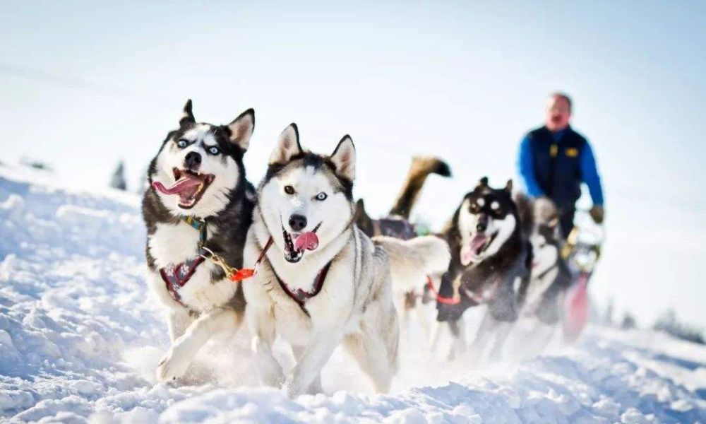 可以猎鹿的工作犬,这种犬就是西伯利亚哈士奇 曾经拉雪橇的哈士奇原本