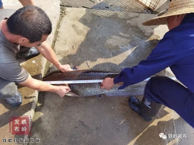 柴河水库捕获两条巨型鲶鱼