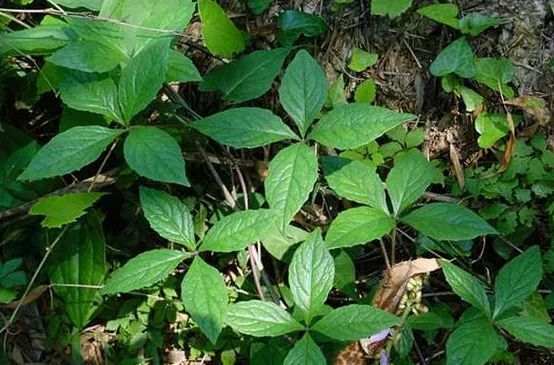 八角莲是一种民间很常见的中药材,八角莲为小檗科植物八角莲的根茎