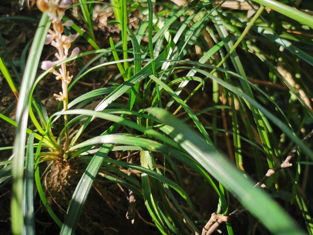 身边的中草药——山麦冬