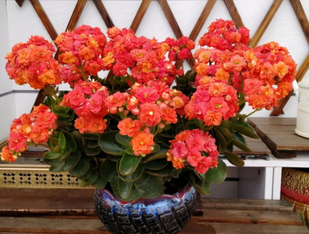 入秋以后,长寿花不要着急开花,先"复壮"再促花,持续开到夏季