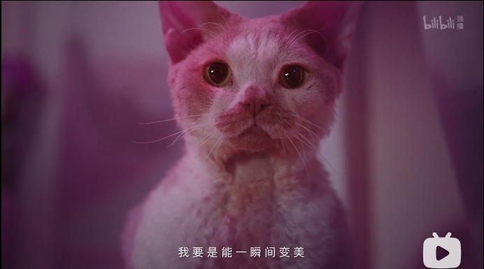 猫猫说短剧，探索现代娱乐的魅力与潜力