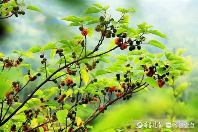 情报站|济南的构树果实成熟了,红彤彤像杨梅
